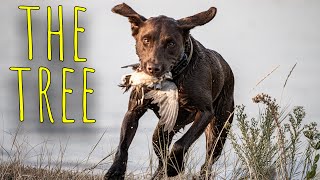 THE TREE | Dove Hunting Short Film