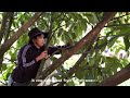 Off-Season Production of Mangosteen Through Rain Shelter Technology