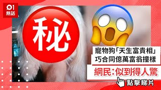 寵物狗「天生富貴相」　巧合同億萬富翁撞樣　網民：似到得人驚