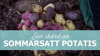 Skörd av potatis satt i juli