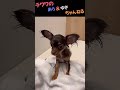 【チワワ】雪ちゃんをシャンプーしたら～アレ！？何か見た事あるキャラに似てる！！答えは動画の最後に～♬　 shorts　 ショート