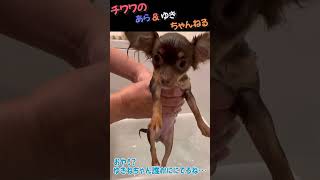 【チワワ】雪ちゃんをシャンプーしたら～アレ！？何か見た事あるキャラに似てる！！答えは動画の最後に～♬　#shorts　#ショート