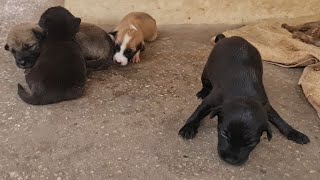 Puppies are hungry for milk # #animals #cute #funny #plays #videos #longs