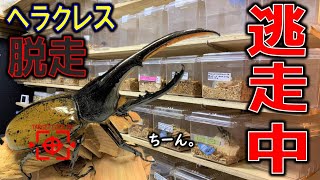 リアル逃走中！巨大カブトムシが脱走して大騒ぎしましたｗ（くろねこチャンネル）