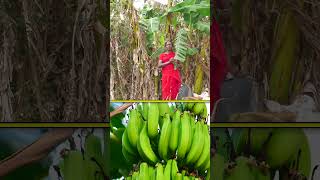 ఈ అరటితో బజ్జీలు.. సూపర్ ఉంటాయి #farming #banana #agriculture #naturalfood