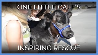 One Little Calf's Inspiring Rescue