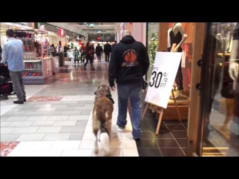 Saint Bernard/Mastiff Service Dog Training Best Dog Training in Portland Oregon Saint Bernard/Mastiff Service Dog Training Best Dog Training in Portland Oregon