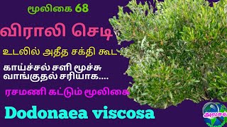 விராலி மூலிகையின் மருத்துவ பயன்கள்|viraali herbal plant's benefits|Dodonaea viscosa|