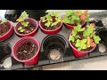 dollar tree strawberry buzzy grow kit update