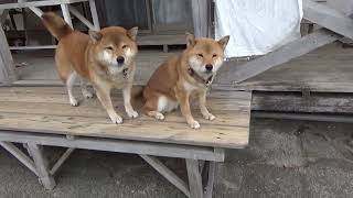 今日の柴犬隊　小梅、今期2度目の通い妻