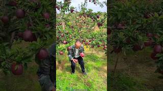 Delicious Red Apple 🍎🍎 Fruits Farming | Amazing Fresh Apple #shorts #apple #youtubeshorts