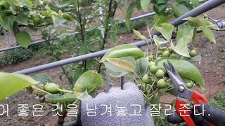 배 열매솎기 작업