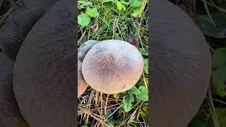 Рядовка землисто-серая (Tricholoma terreum) short #shorts