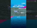 【クジラと泳ぐ】ハナゴンドウ2頭が「くじら浜海水浴場」に放されていて、一緒に泳ぐことが出来ます。和歌山・太地町　#shorts #読売テレビニュース