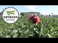 Soybean School: Planting deep has pros and cons