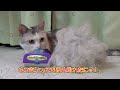 ファーミネーター、小型猫の短毛種でもこんなにごっそり！　furminator can get a lot of hair even in small cats with short hair