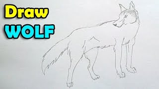 How to draw a wolf step by step easy for beginner