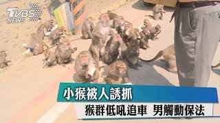 小猴被人誘抓　猴群低吼追車　男觸動保法