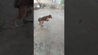 Mini goat water will drink Mini cow bathing! #mini motor water pump idea#131#trending #youtubeshorts