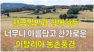 황금밀밭과 함께하는 너무나 아름답고 한가로운 이탈리아 농촌풍경,포도밭이 있는 이탈리아 시골풍경,이탈리아 소도시 여행,