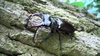 Lucanus cervus cervus - Stag Beetle / Hirschkäfer