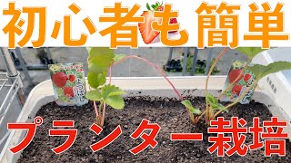 【プランター栽培】自宅でいちご狩りをしたい！高設ベンチイチゴ農家がプランター栽培に挑戦！！！！！！！うまく出来るかな？