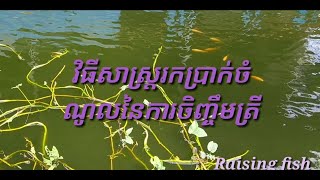 វិធីសាស្ត្ររកប្រាក់ចំណូលនៃការចិញ្ចឹមត្រី | Primitive