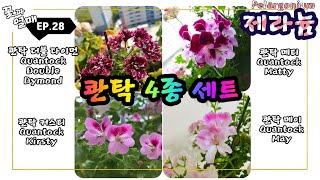 (제라늄#28)_🌷 콴탁4종세트(콴탁더블다이먼, 콴탁메티, 콴탁메이, 콴탁커스티) (리갈 regals 제라늄 Geranium, 펠라고늄 Pelargonium) 🌱 유럽제라늄,