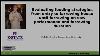 Evaluating Sow Feeding Strategies on Sow Performance and Farrowing Duration