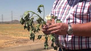 Basic Structure of a Cotton Plant