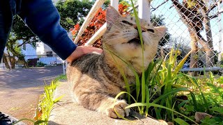 最初は逃げようとしたけどやっぱり撫でられにきた野良猫がカワイイ