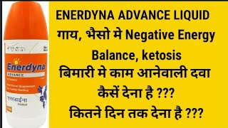 Enerdyna Advance Liquid || गाय, भैसो मे ऊर्जा कि कमी है, दुध मे गिरावट आई है तो येह दवा पिलाये