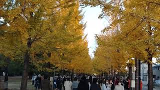 【学びの森・イチョウ並木】　岐阜県・各務原市　　2021年11月　　Gifu-Japan