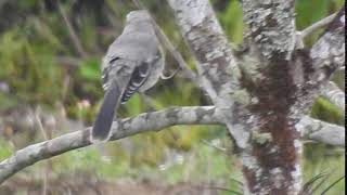 Mimus gilvus - Sinsonte común - Tropical - Mockingbird