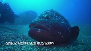 Tauchen Madeira, Atalaia Diving Center, Brauner Zackenbarsch 3