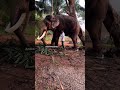 ശങ്കരൻ പറഞ്ഞത് 💕 elephants