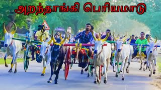 1பெரியமாடு அறந்தாங்கி பந்தையம் 30.12.2024