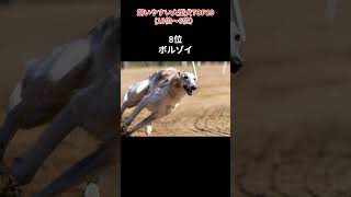 【大型犬初心者ガイド】飼いやすいトップ10犬種ランキング(6位～10位) #dog #わんちゃん初心者 #柴犬