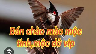 Chào mào mộc Bẫy đấu từ 2_4 tháng lồng , bộ đẹp, giọng hay, kim bôi, Hòa Bình/đã báo giá trong vedeo