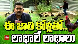 ఈ జాతి కోళ్లతో.. లాభాలే లాభాలు | Local Hen Breeds  For Maximum Profits | hmtv Agri