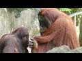 ヘアバンドを破壊するオランウータン orangutans destroying headband