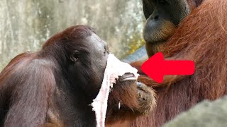 ヘアバンドを破壊するオランウータン/ Orangutans destroying headband