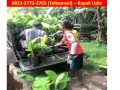 0823-2773-2765 (Telkomsel) jual bibit pisang cavendish di bogor