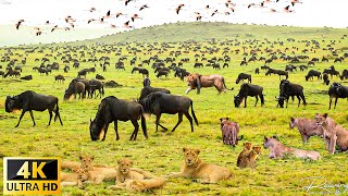 Wildlife African 4K : Amazing wildlife moments in serengeti national park | The fight for survival