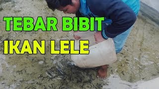 BUDIDAYA IKAN LELE TEBAR BIBIT IKAN LELE SAAT PANDEMI VIRUS CORONA