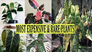 MOST EXPENSIVE AND RARE PLANTS|PINAKAMAHAL NA HALAMAN NA USO NGAYON|Grace J. M