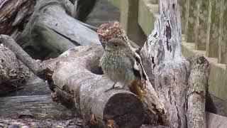 2020年5月21日　ジョウビタキ幼鳥