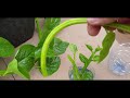 harvesting malabar spinach leaf s পুঁইশাক how to grow them