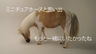 ミニチュアホースとの思い出