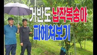 맛으로 승부하는 복숭아 - 거반도(납작 복숭아) 재배 현장에서 파헤쳐 보기